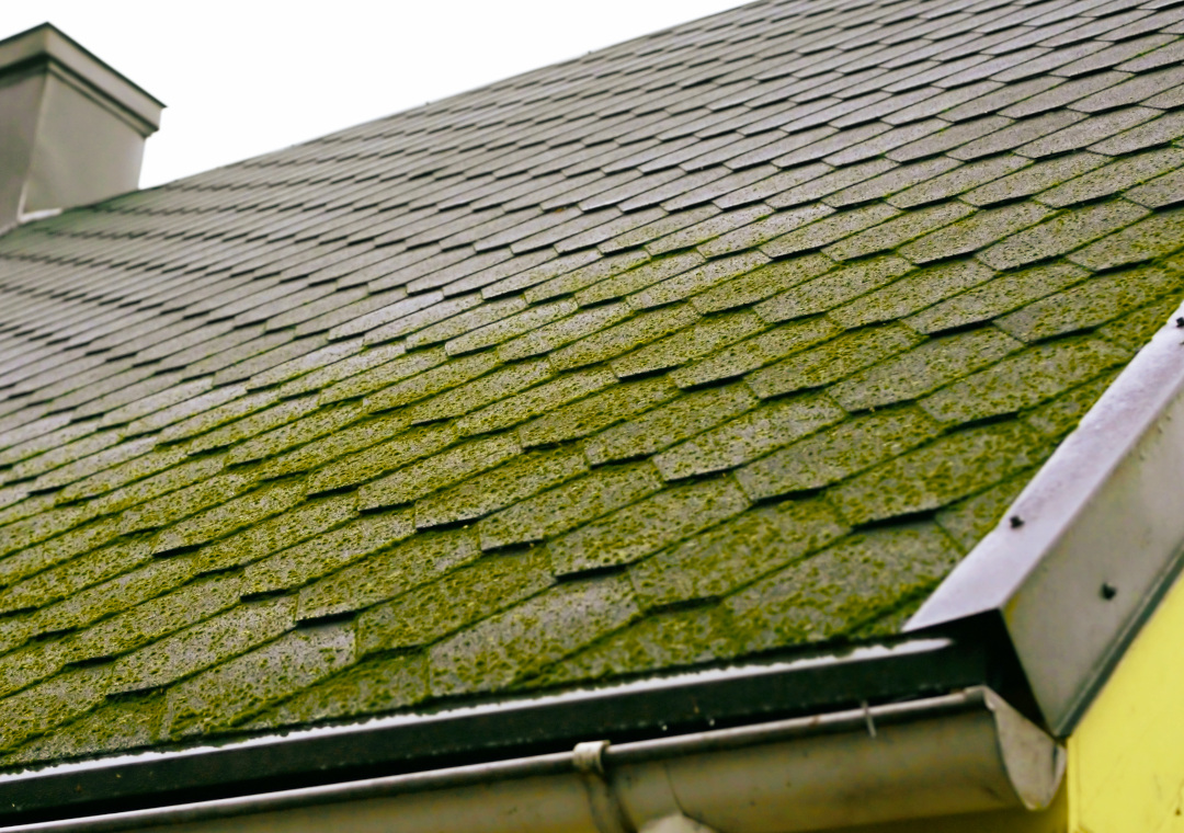 Featured image for “Roof Moss: Best Practices for a Healthier Roof”