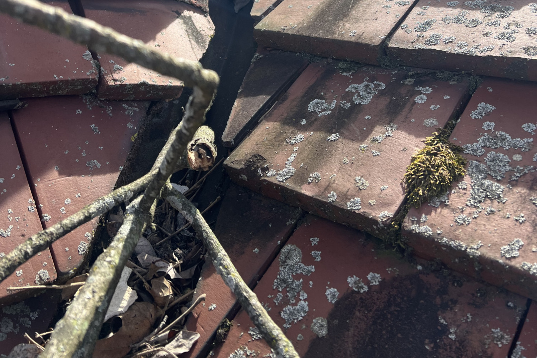Featured image for “How Trees Affect Roof Life: Pruning, Leaves & Debris Best Practices”